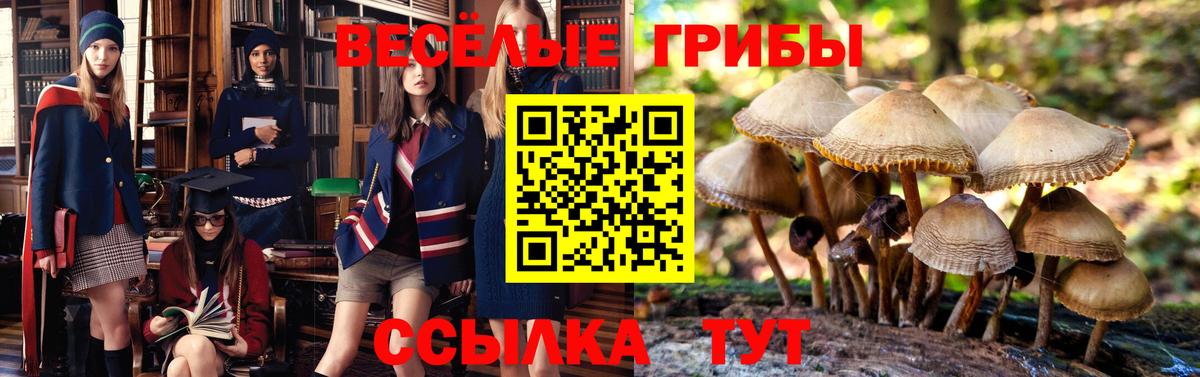 Псилоцибиновые грибы Psilocybe  Вход с VPN  Кизилюрт 